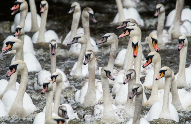 Un grupo de cisnes se trajo de sus invernada al lago Alster interior en Hamburgo, norte de Alemania
