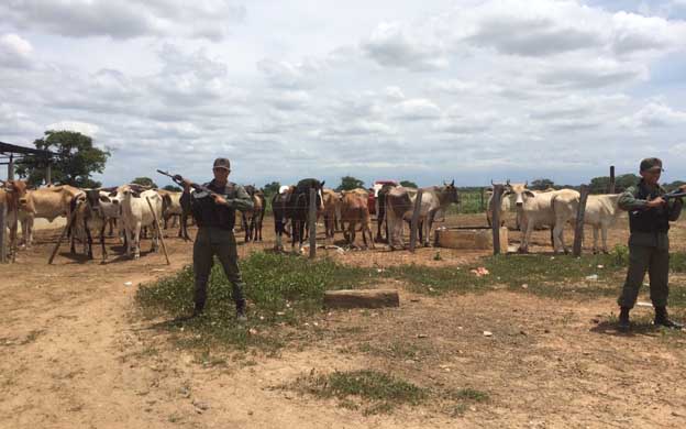 Consiguen fosa en Zulia con 400 cabezas de ganado