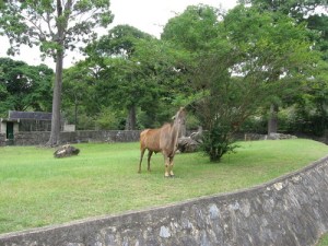 Hallaron descuartizado al famoso caballo negro del Zoológico de Caricuao