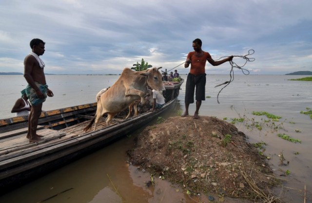 A cow jumps from a boat as villagers transport it to dry land at Chandrapur village in Kamrup district, some 30 km from Guwahati, in India?s northeastern state of Assam on July 27, 2016. Floods in Assam have affected some 1.25 million people as the annual monsoon continues to cross the Indian sub-continent.