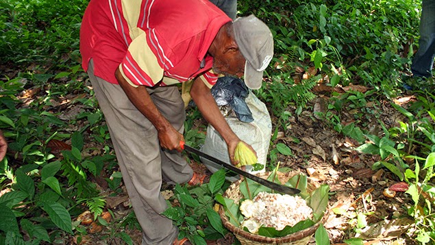 3 agricultor con el fruto del cacao