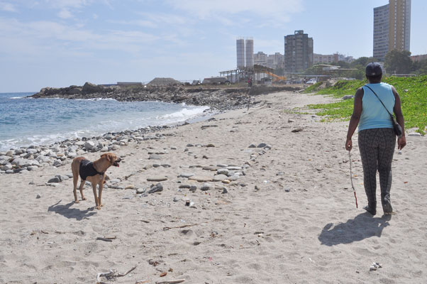Denuncian sacrificio de animales en playa gay de Macuto