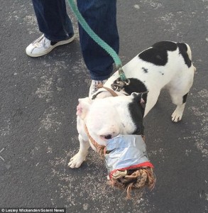 ¿Pero qué es eso?.. Imagen de un perro con un “bozal improvisado” desató la furia en las redes