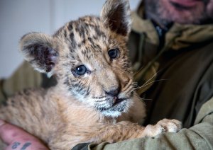 Nace en Rusia un bebé ligre, un cruce entre un león y una tigresa (foto)
