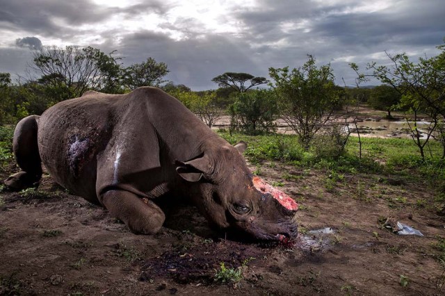 Esta foto de un rinoceronte con el cuerno cortado matado por cazadores furtivos en Sudáfrica obtuvo el primer premio de Historias de la categoría 'Naturaleza'.
