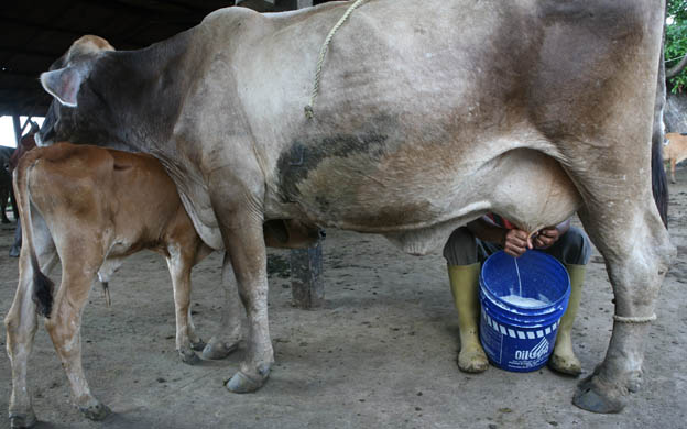 Más de 100 mil litros de leche se pudrieron en Táchira por el apagón rojo (Video)