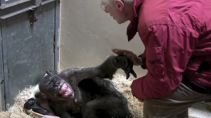 El increíble momento en el que una chimpancé a punto de morir reconoce al hombre que solía cuidarla (VIDEO)