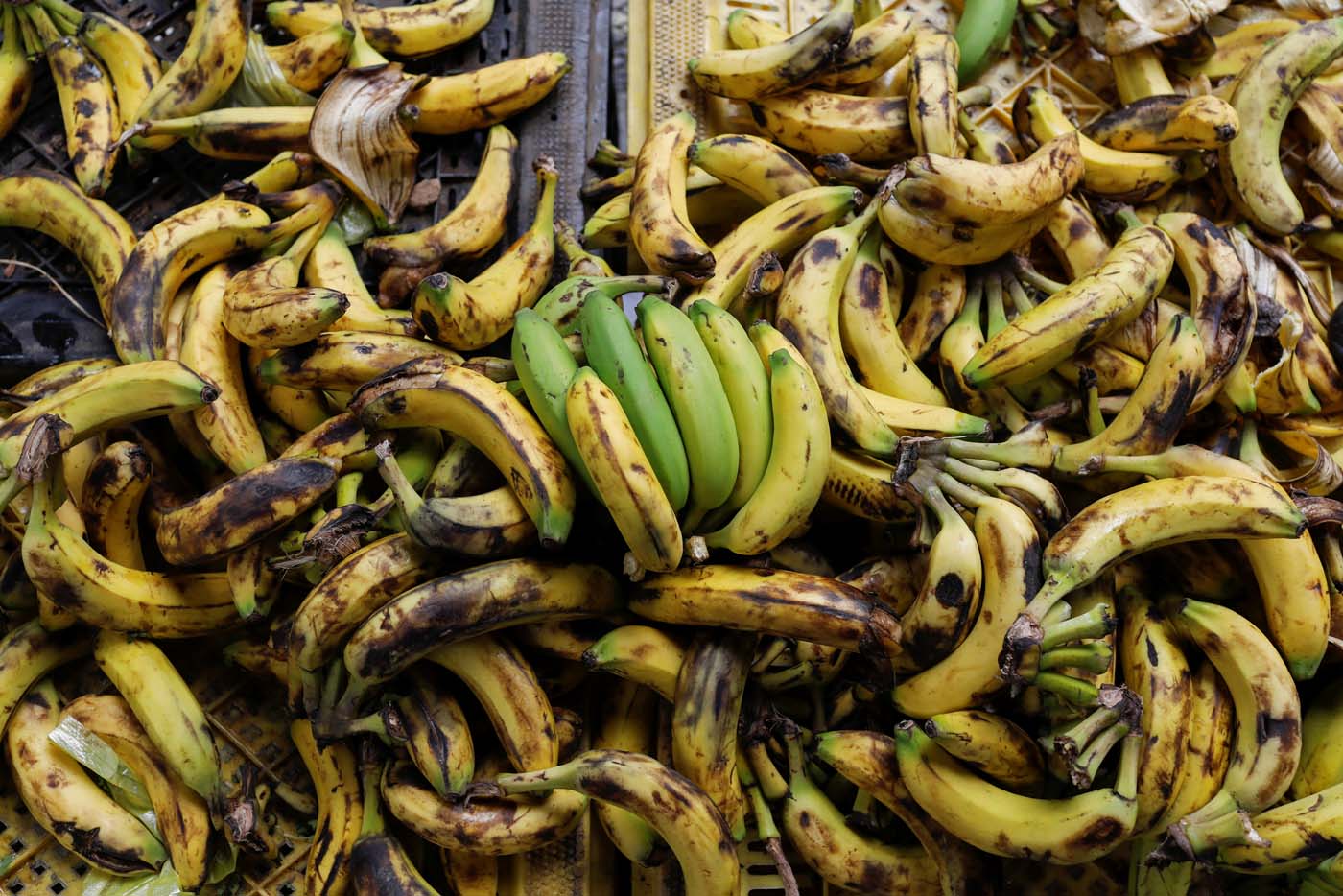 Denuncian contrabando de plátanos desde Colombia