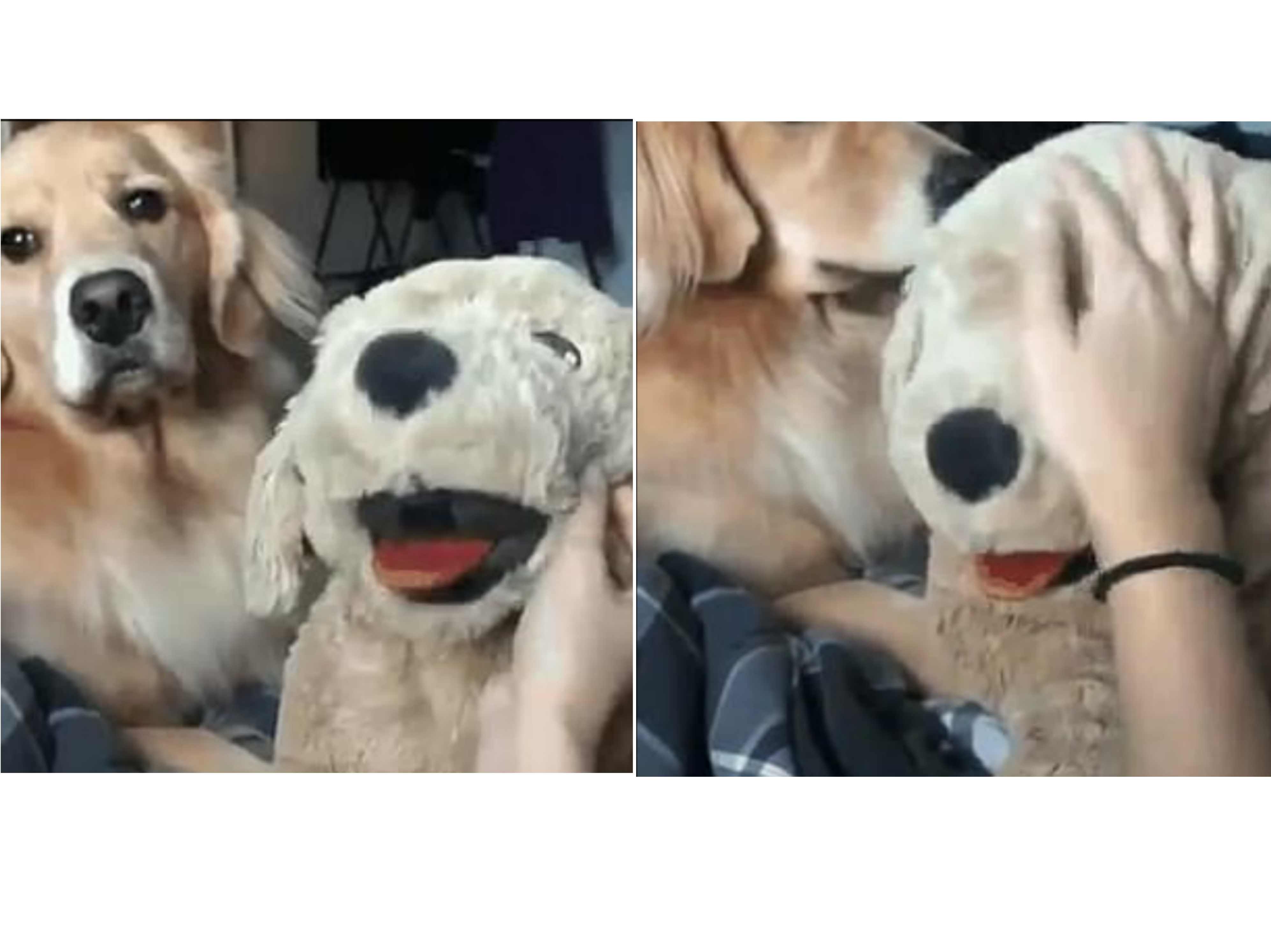 No pudo controlar sus celos: Golden retriever “atacó” a este perro de peluche porque su dueño lo acarició (VIDEO)