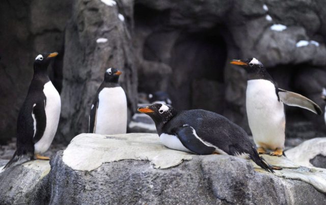 Los pinguinos en el zoo de Canadá