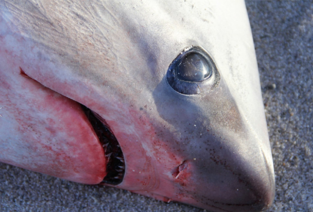 Foto Atlantic White Shark Conservancy 