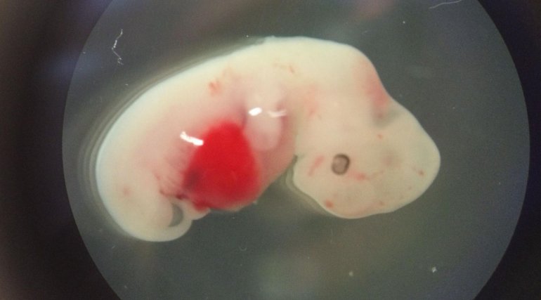 Crean primer embrión con células madre de un humano y de un animal