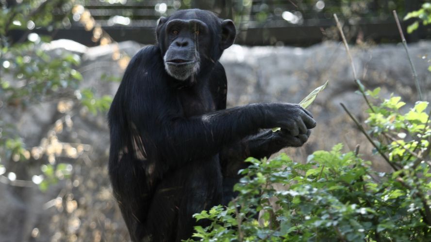 Muere chimpancé de zoológico mexicano por insuficiencia cardiaca