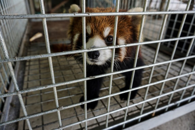 Tres pandas pelirrojos fueron salvados del tráfico de animales (fotos)