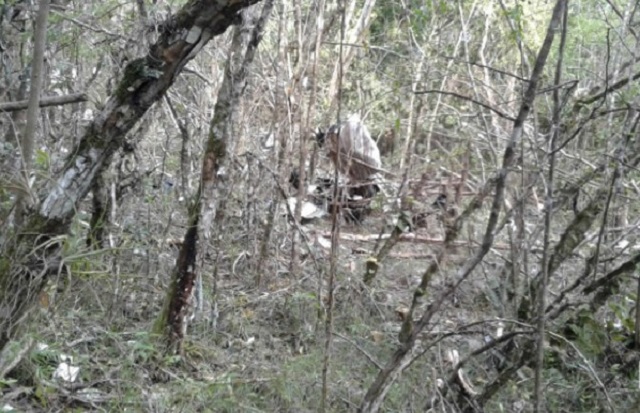  91/5000 Los restos del avión Cessna 206F estrellado se representan en arbustos cerca de Duncans en Trelawny // Foto loopjamaica.com