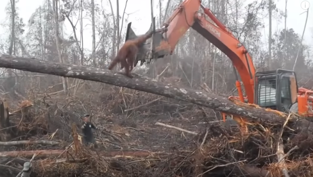 Un orangután se enfrentó a una excavadora que destruía su hogar