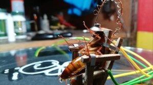¿Todo bien? Este artista hizo una silla eléctrica para cucarachas (Video y Fotos)