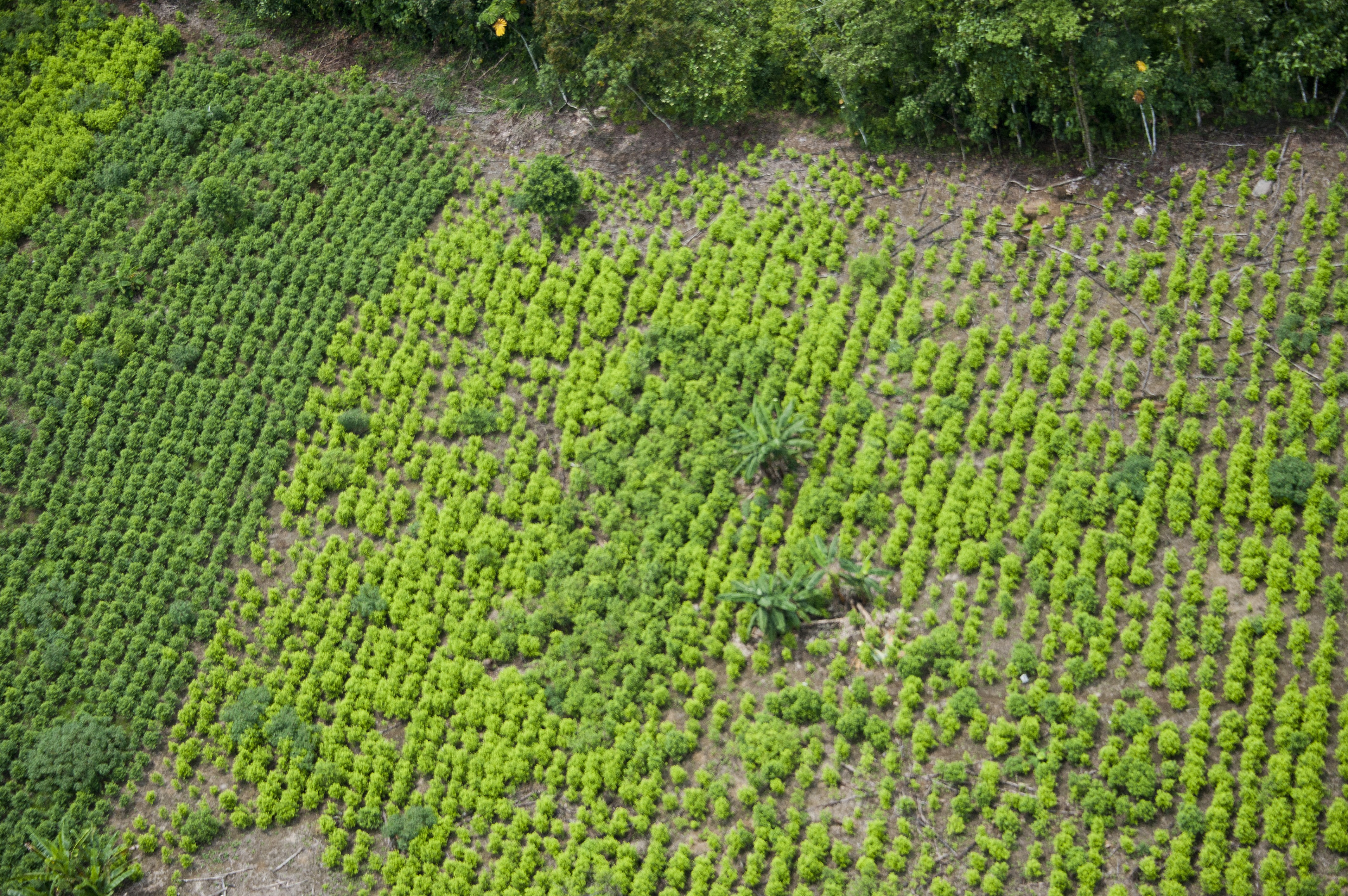 Gobierno peruano erradica 18 mil hectáreas de hojas de coca ilegales