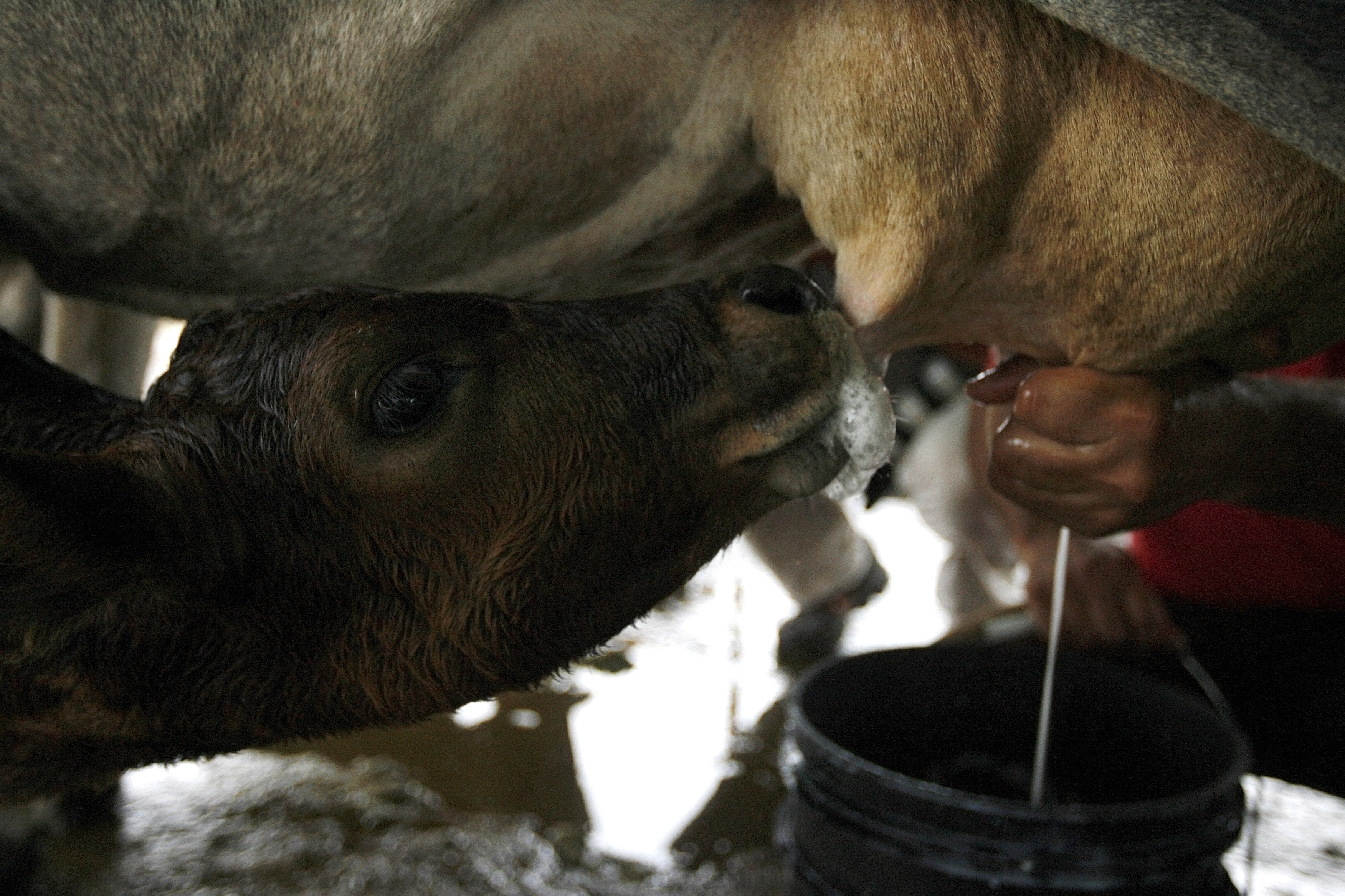 Fallas eléctricas cuestan 90.000 litros de leche al mes a ganaderos del estado Zulia (Fotos)