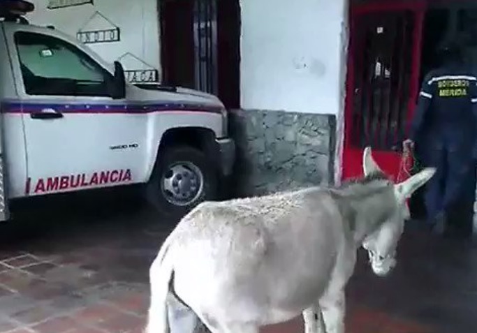 Detienen a bombero venezolano por comparar a Maduro con un burro, denuncia Foro Penal (Video)