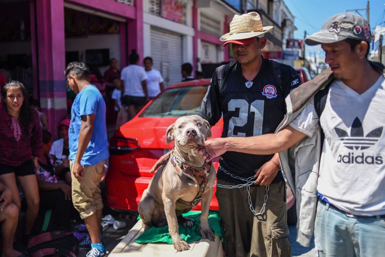“Bolillo”, el perro que viaja con la caravana de migrantes hondureños (Fotos)