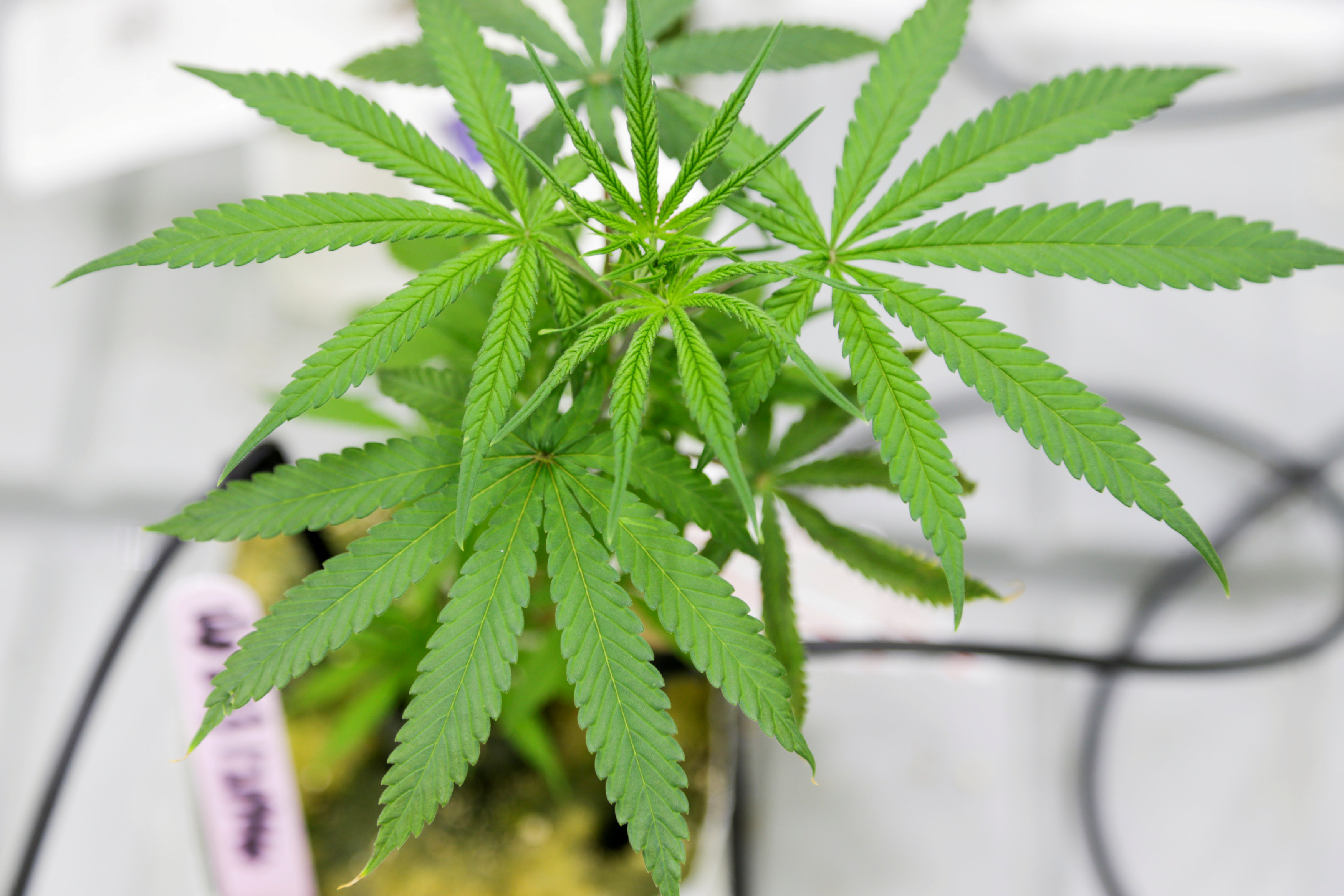 Washington presenta proyecto para legalizar el uso recreativo de la marihuana