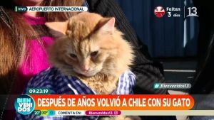 Micifuz: El gato que viajó desde Venezuela en el vuelo de “Plan Retorno” a Chile (Video)