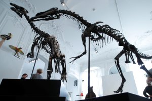 Se subastan dos esqueletos de dinosaurios enemigos en París (Fotos)