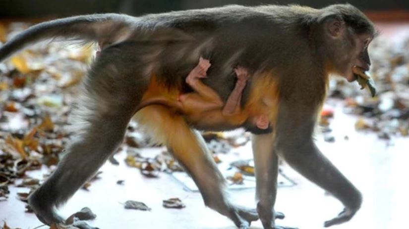 ¡Alerta de ternura! Un peculiar mono de panza dorada nació en el zoológico de Budapest (Fotos)