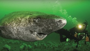 Científicos descubrieron un tiburón vivo de 512 años (Fotos)