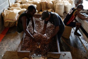 ¡SABOR VENEZOLANO! Los Andes se coronan como los mayores productores de cacao y chocolate del país