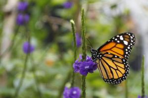 La biodiversidad hace de Colombia un país de mariposas