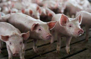 Cerdos modificados genéticamente podrían revolucionar los trasplantes de corazón en humanos