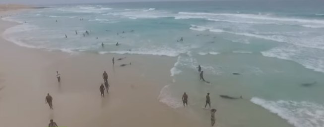 Vea aquí la misteriosa muerte masiva de delfines en una playa de Cabo Verde (VIDEO)