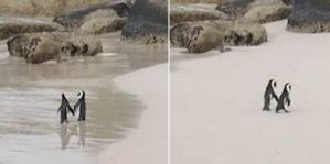 Una pareja de pingüinos es captada paseando agarrados de las alas en Sudáfrica (Video)