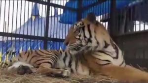 Llegan a Miami tres tigres rescatados de un circo