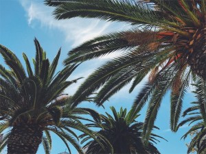 ¿Las características palmeras de Florida podrían desaparecer?