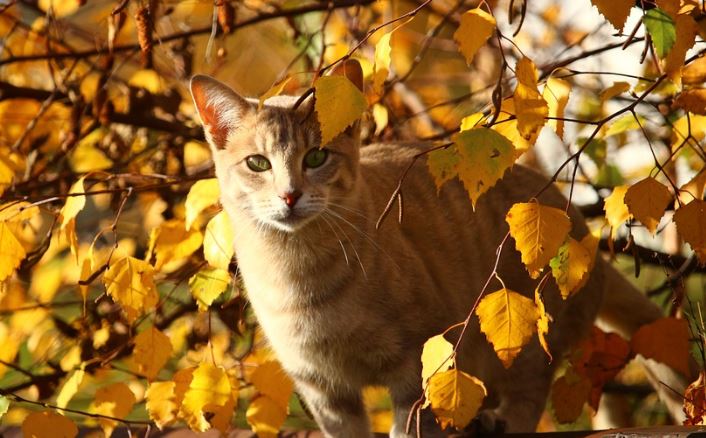 Reto VIRAL: ¿Eres capaz de hallar el gatito escondido entre las hojas?