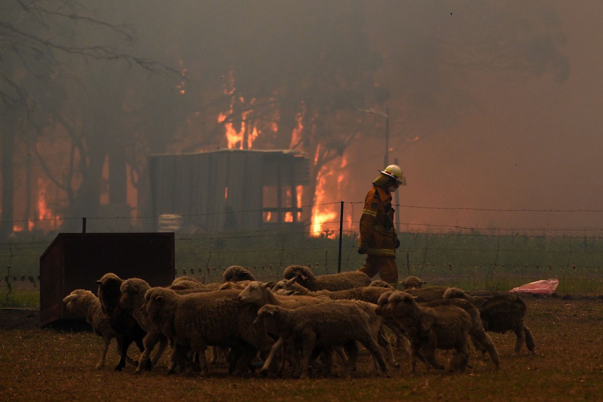 Australia declara emergencia mientras incendios forestales se acercan a Sídney