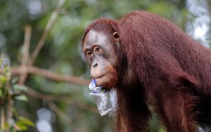 Bonbón, el orangután hallado en una maleta en Bali, regresa a su isla natal
