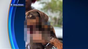 Cachorro es encontrado con un disparo en SW Miami-Dade