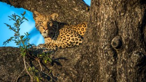 ¡Insólito! Leopardo se refugió en un árbol del ataque de un perro (Video)