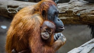 ¿Te echo una mano?: Orangután ofreció ayuda a hombre que estaba en un río lleno de serpientes (FOTO)