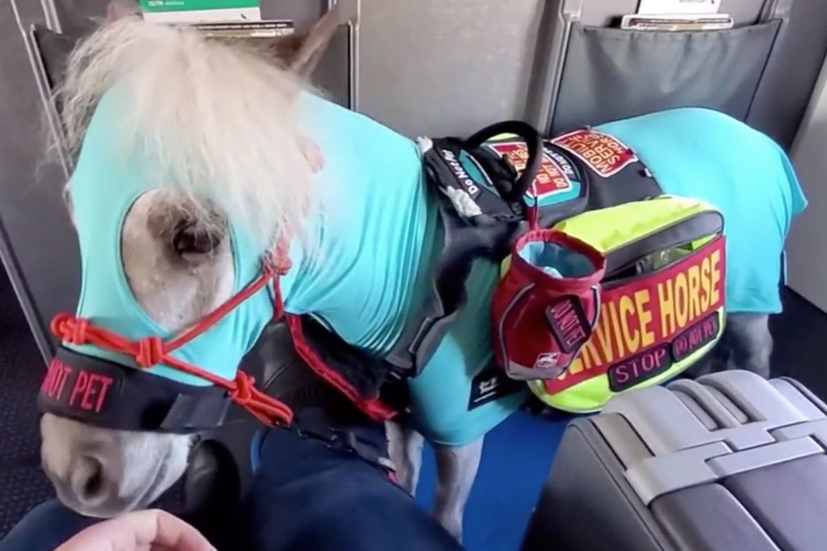 Mujer de Michigan sube a bordo un mini caballo y viaja con él en avión