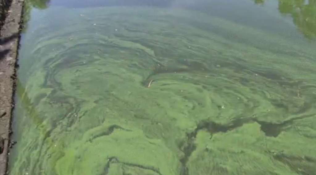 Florida aprueba proyecto de ley para combatir la floración de algas azul-verdes
