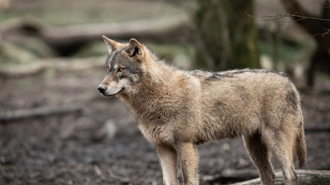 Avistan por primera vez en más de un siglo a un lobo en el norte de Francia, tras ser considerado extinto (Foto)