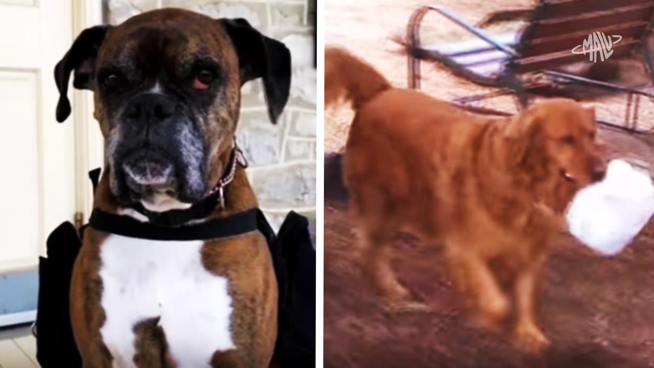 Héroes sin capa: Estos perritos son utilizados para entregar los mandados en cuarentena (VIDEO)