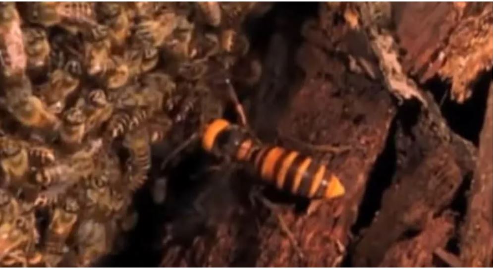 Cómo los avispones gigantes pueden matar a miles de abejas (Videos)
