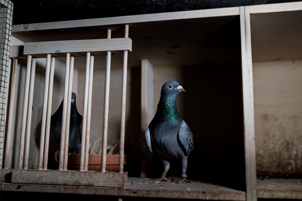 Carreras de palomas, primer deporte en reanudarse en Inglaterra