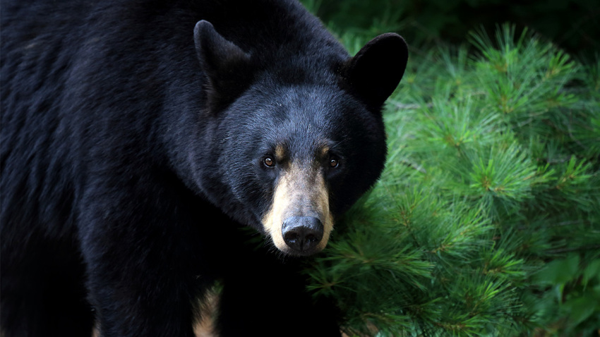 Hombre de Florida es multado por matar ilegalmente a oso negro en Alaska